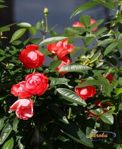 12.ミニ薔薇_レッドミニモ 10.31