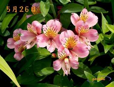 80.アルストロメリア_5.26