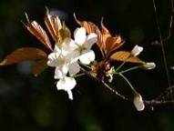 白山桜（天然記念物）