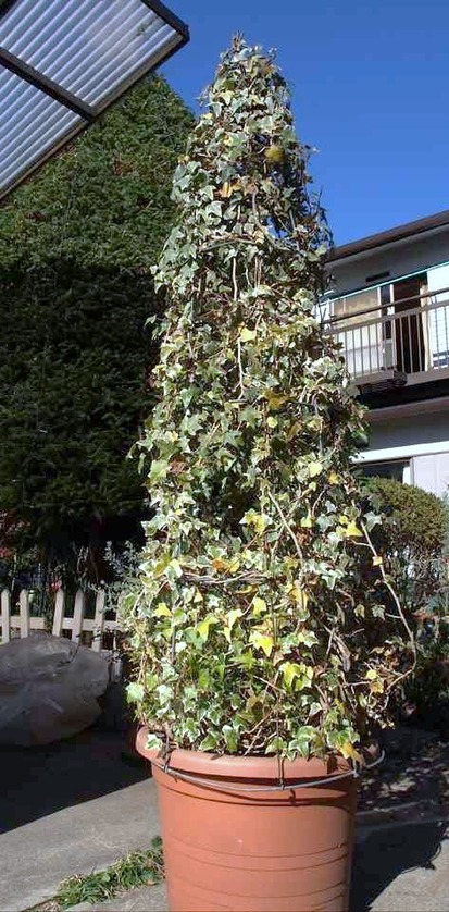 アイビーのツリー