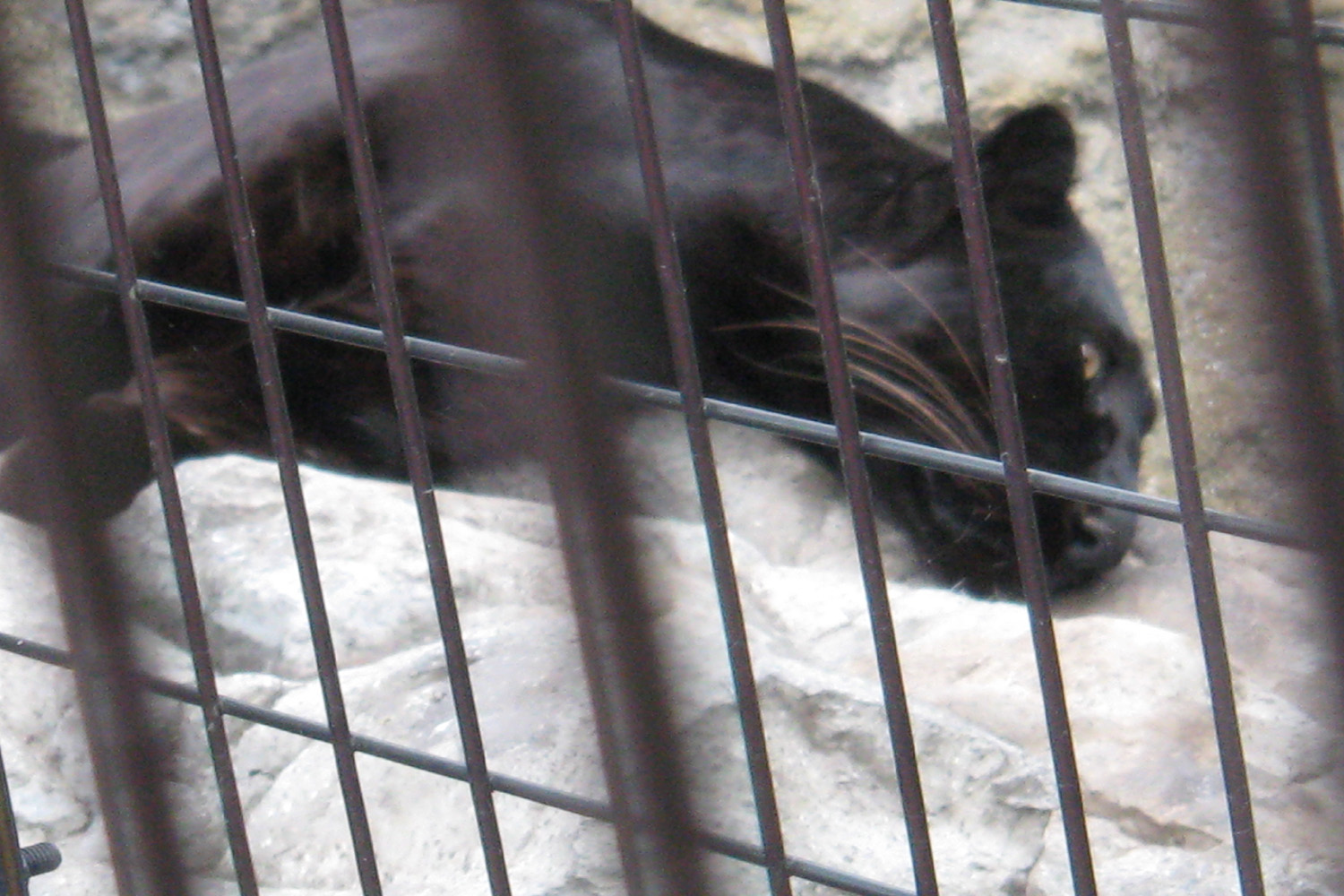 旭山動物園のかっこいい動物たち もうじゅう館 富良野の旅行サポートブログ