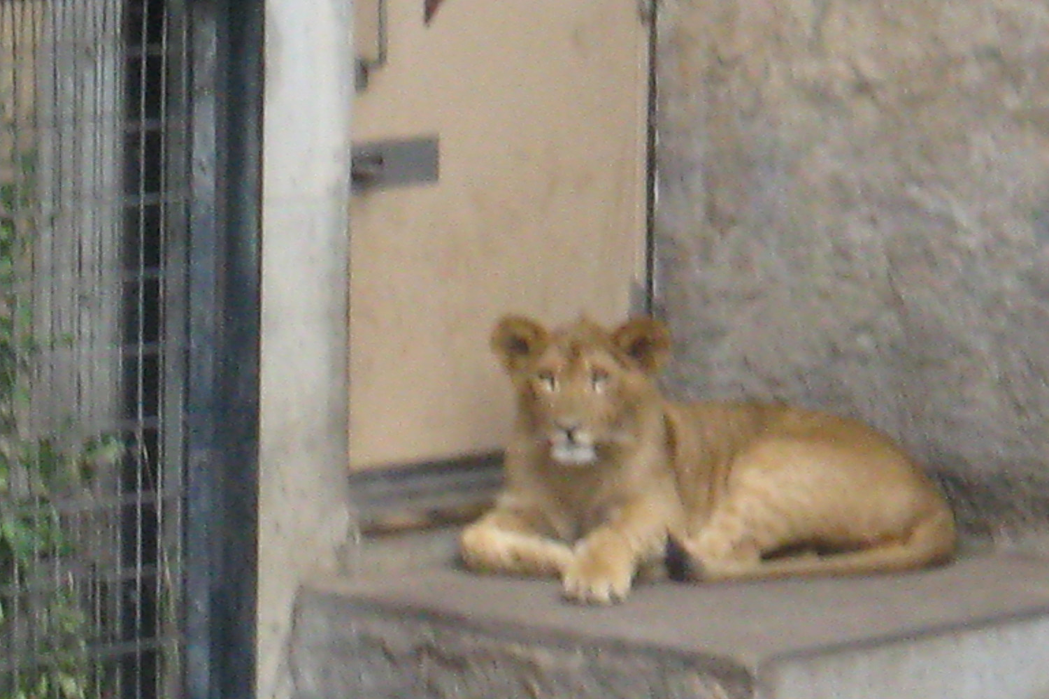 旭山動物園のかっこいい動物たち もうじゅう館 富良野の旅行サポートブログ