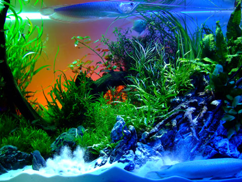 六本木 スカイアクアリウムiii ｂ食旅 びしょくたび 全国の安くて美味しいｂ級グルメを食べ歩き