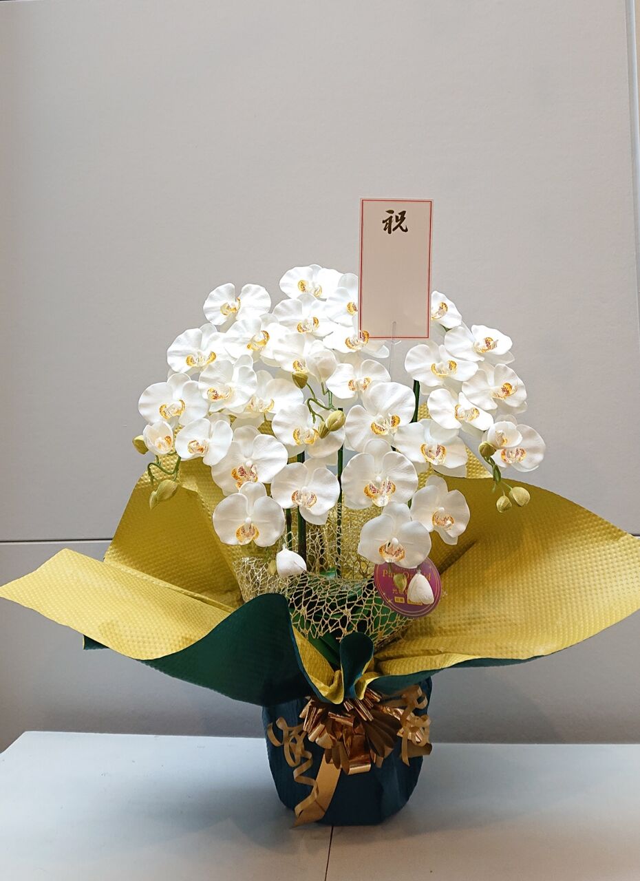 胡蝶蘭5本立鉢のモデル作りました 開店当初からずっと応援して下さっているsaさんお持ちのお花達 ４月２０日 火 母校１２０周年記念建物落成式出席 造花の店 アーティフィオーリ ミリア 京都市左京区山端大城田町27 8 090 6565 3253