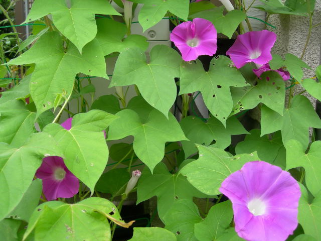 ほかもの 朝顔日記 花がら摘みに大忙し それから
