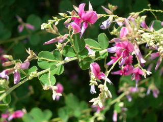 ˡ�ڻ�����