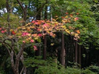 ������ι���