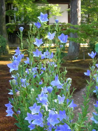 ����������δ���ε˹�