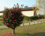 ʿ��ܤΥ����󥫡ʳ����ǡ�