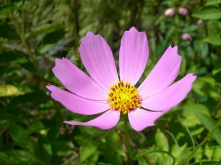 ˡ�ڻ��ʲڳڱ�ˤΥ����⥹