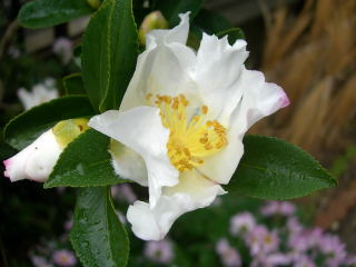 ���夬��Υ�����