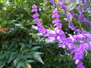 ���᥸���ȥ���������ŷ