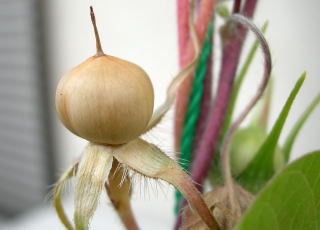 ほかもの 朝顔日記 種になっちゃった それから