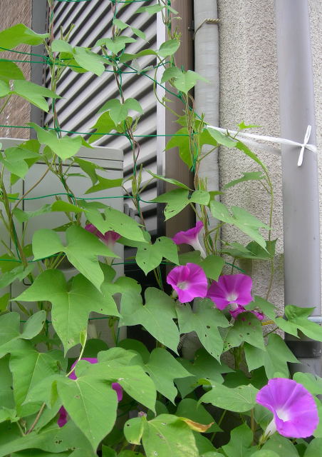 ほかもの 朝顔日記 花がら摘みに大忙し それから