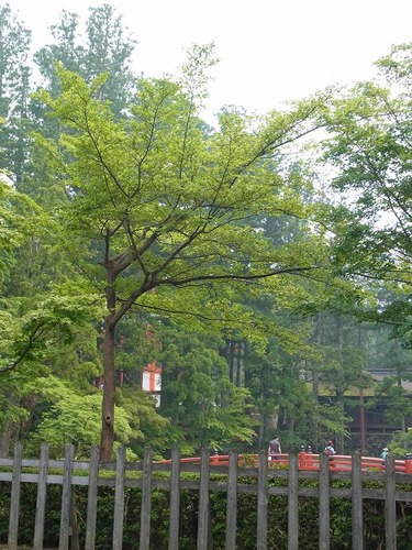 20120729cx (77)