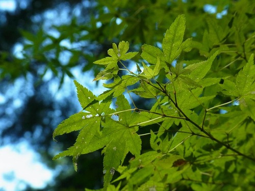 20111018joruriji (22)