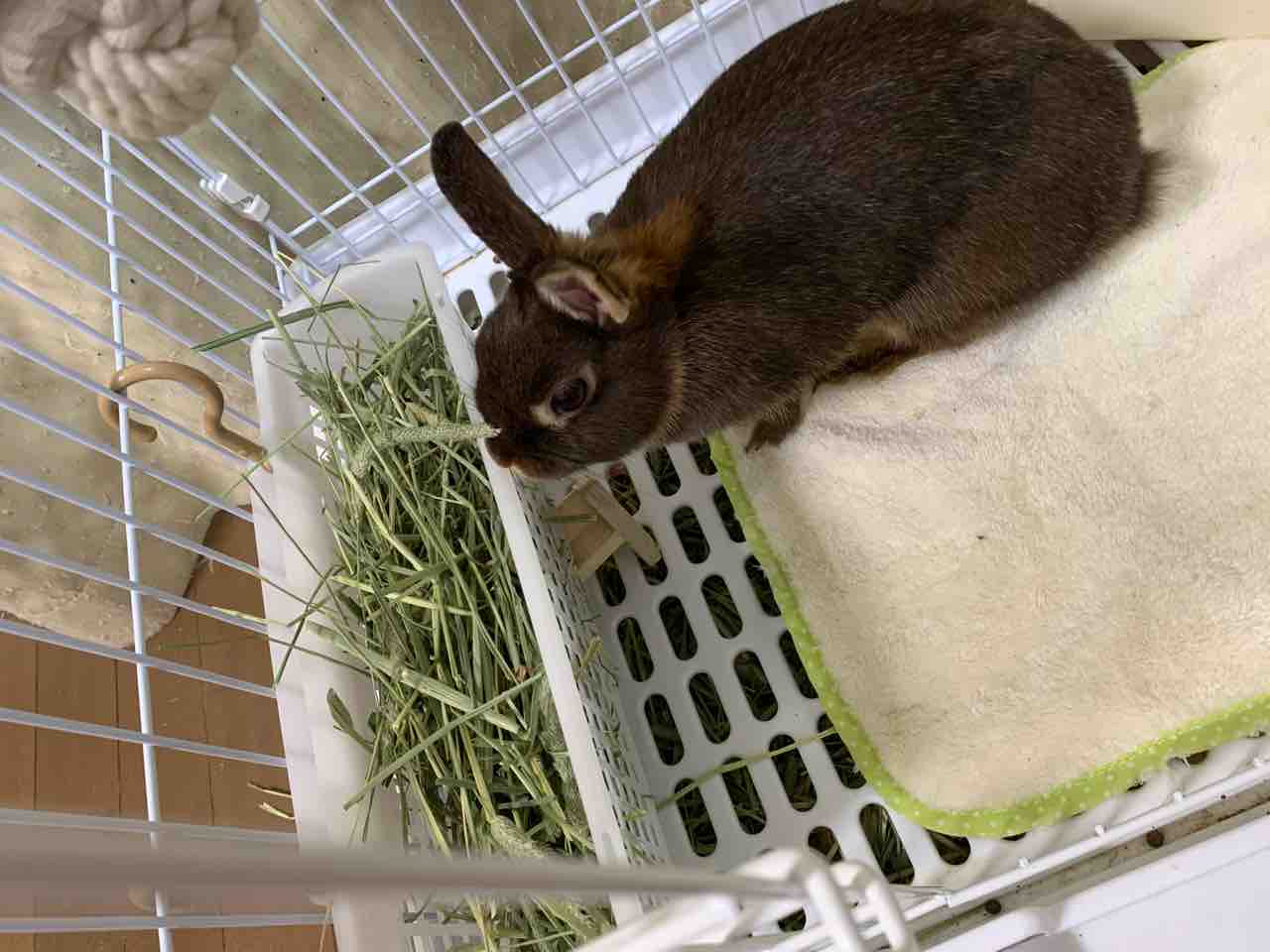 これはどうかなチモシー入れ おむらいすひやしあめちょこみんと