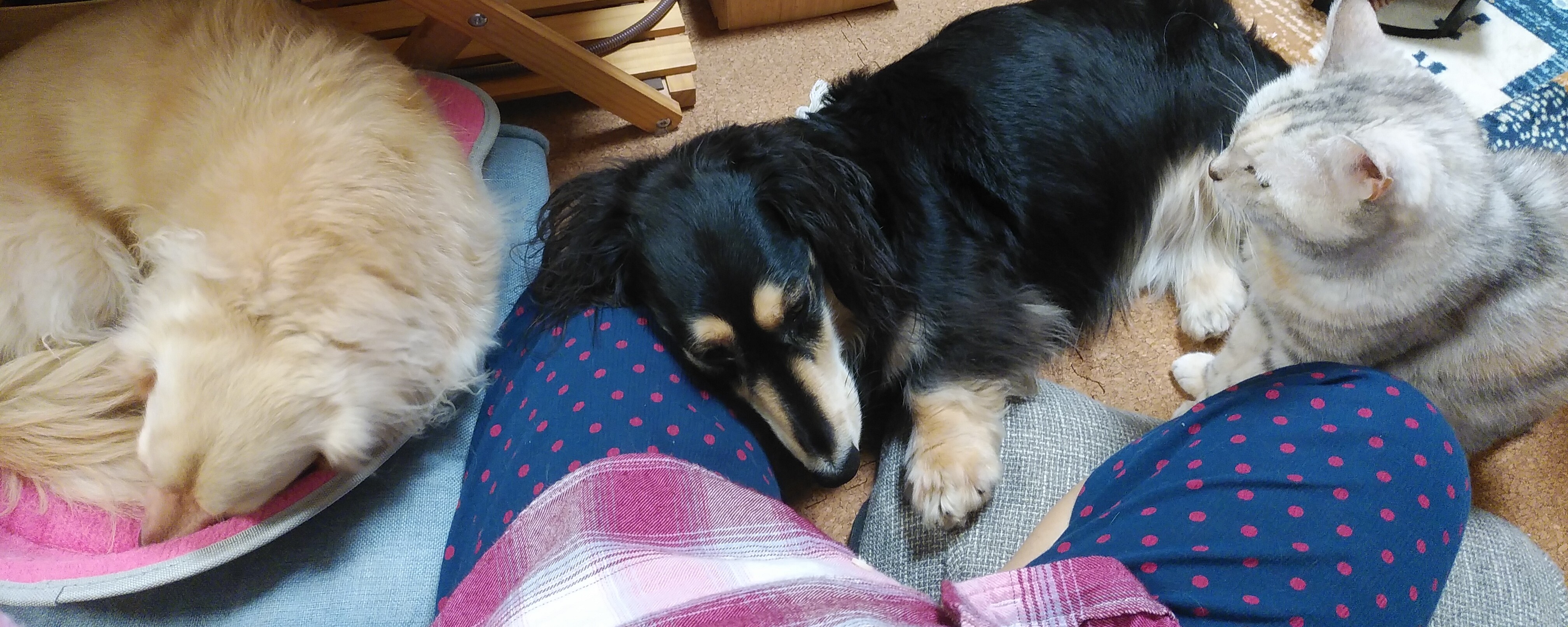 猫鍋が犬鍋。 : 癒しのキッチョペコポコ