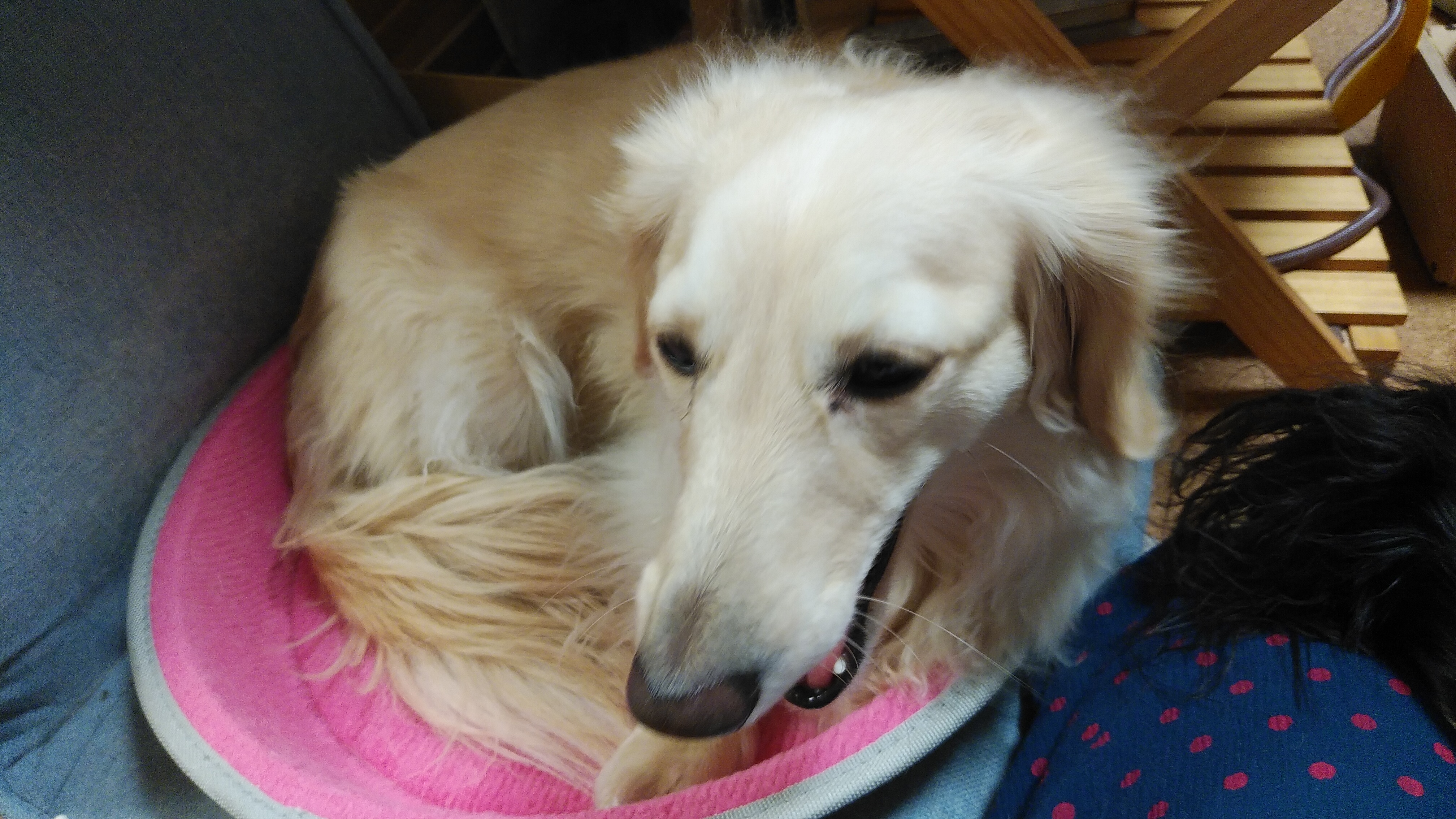 猫鍋が犬鍋。 : 癒しのキッチョペコポコ