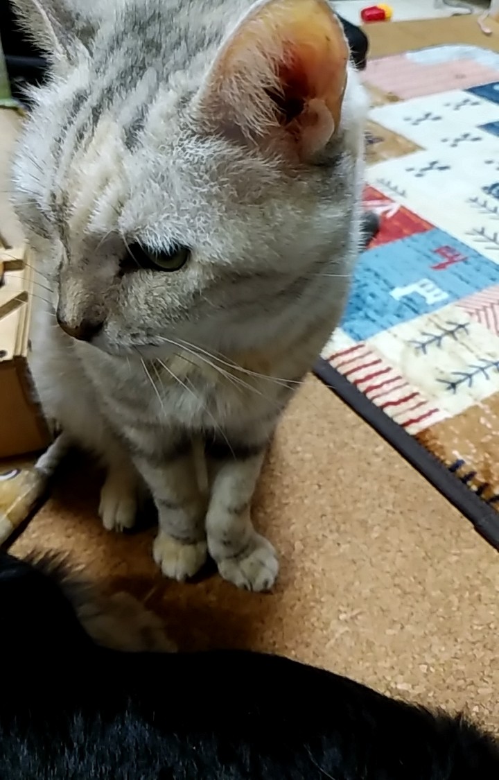 猫鍋が犬鍋。 : 癒しのキッチョペコポコ