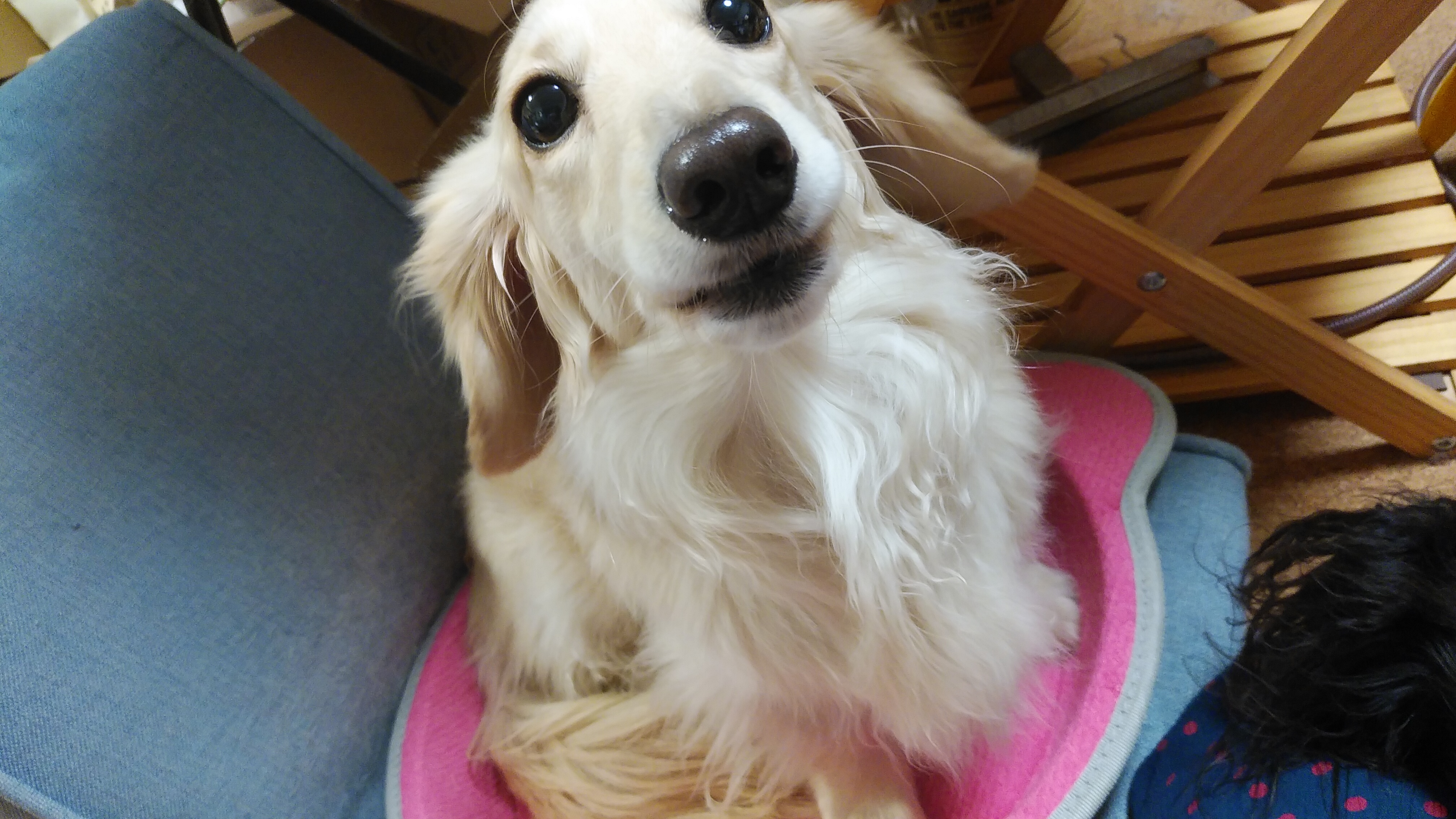 猫鍋が犬鍋。 : 癒しのキッチョペコポコ