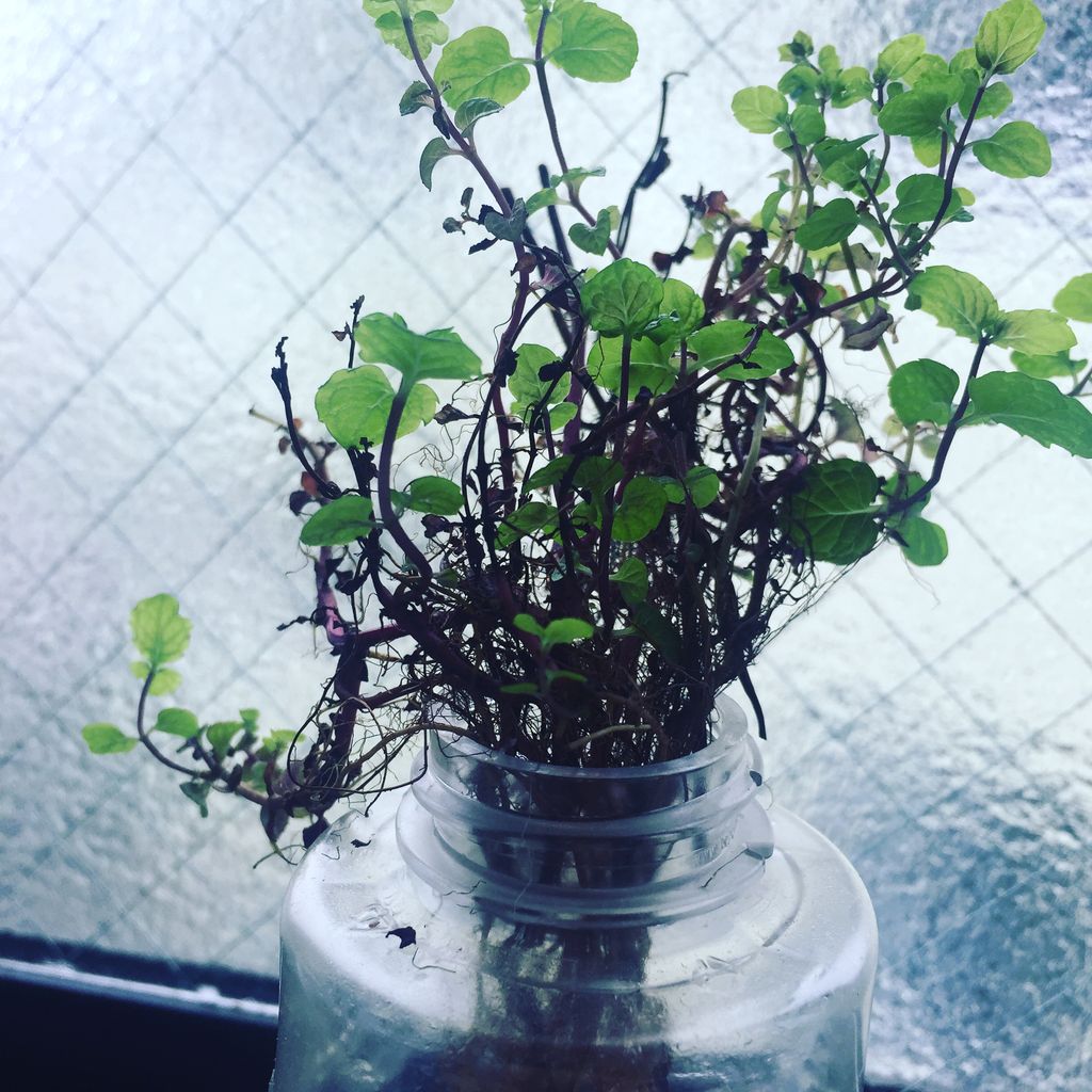 水だけでミントを増殖させていく セキユキの 水だけでミントを増殖させていく セキユキの