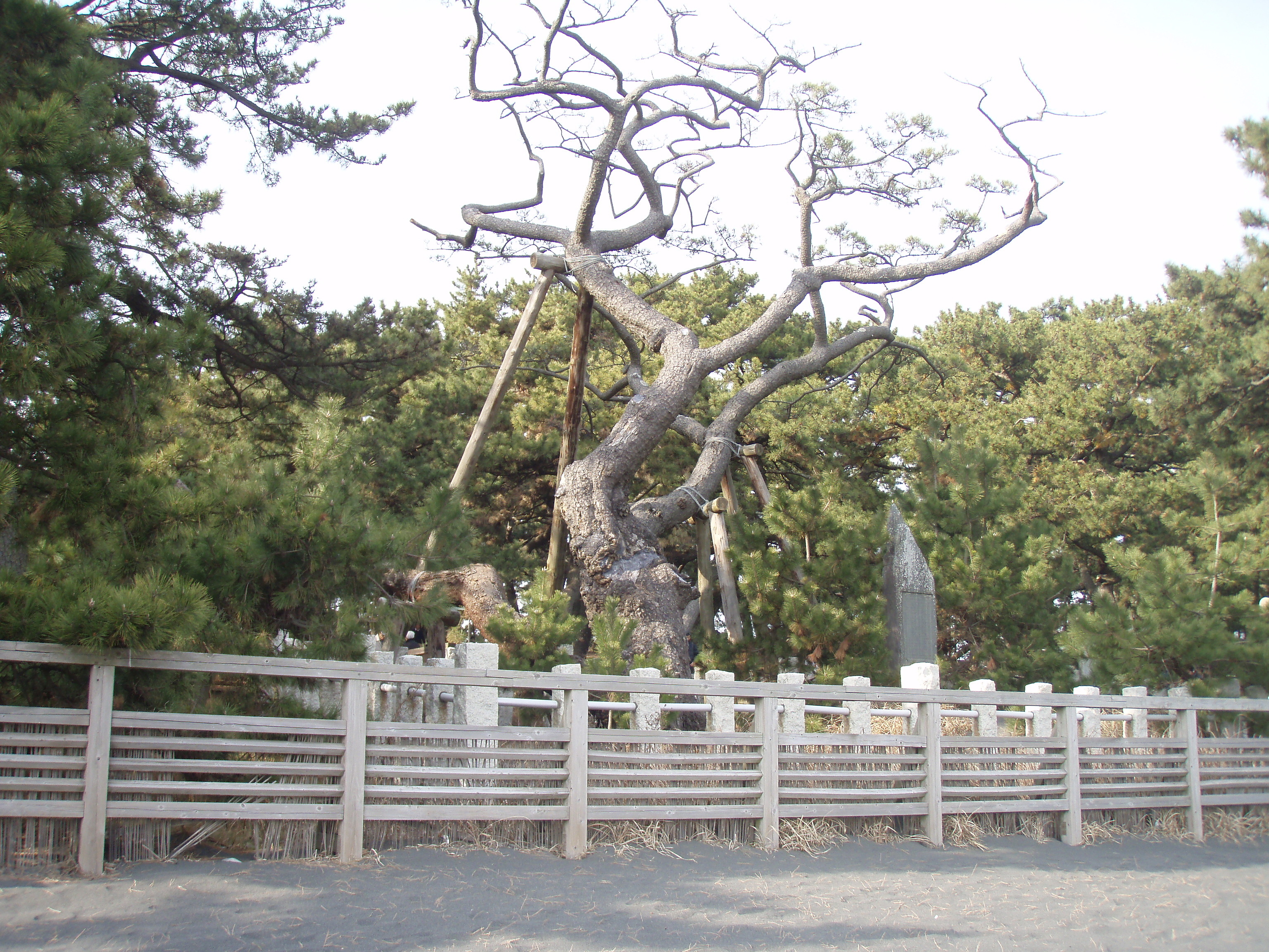 三保の松原 心 の 折 れ た エ ン ジ ェ ル 飛べない以前の問題