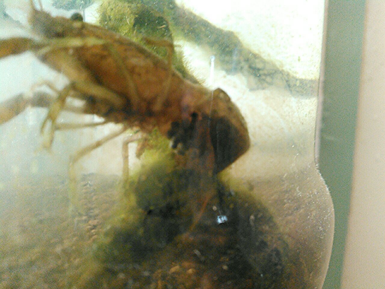 ザリガニニュース お金をかけないメダカ飼育とベランダ菜園 ザリガニニュース お金をかけないメダカ飼育とベランダ菜園