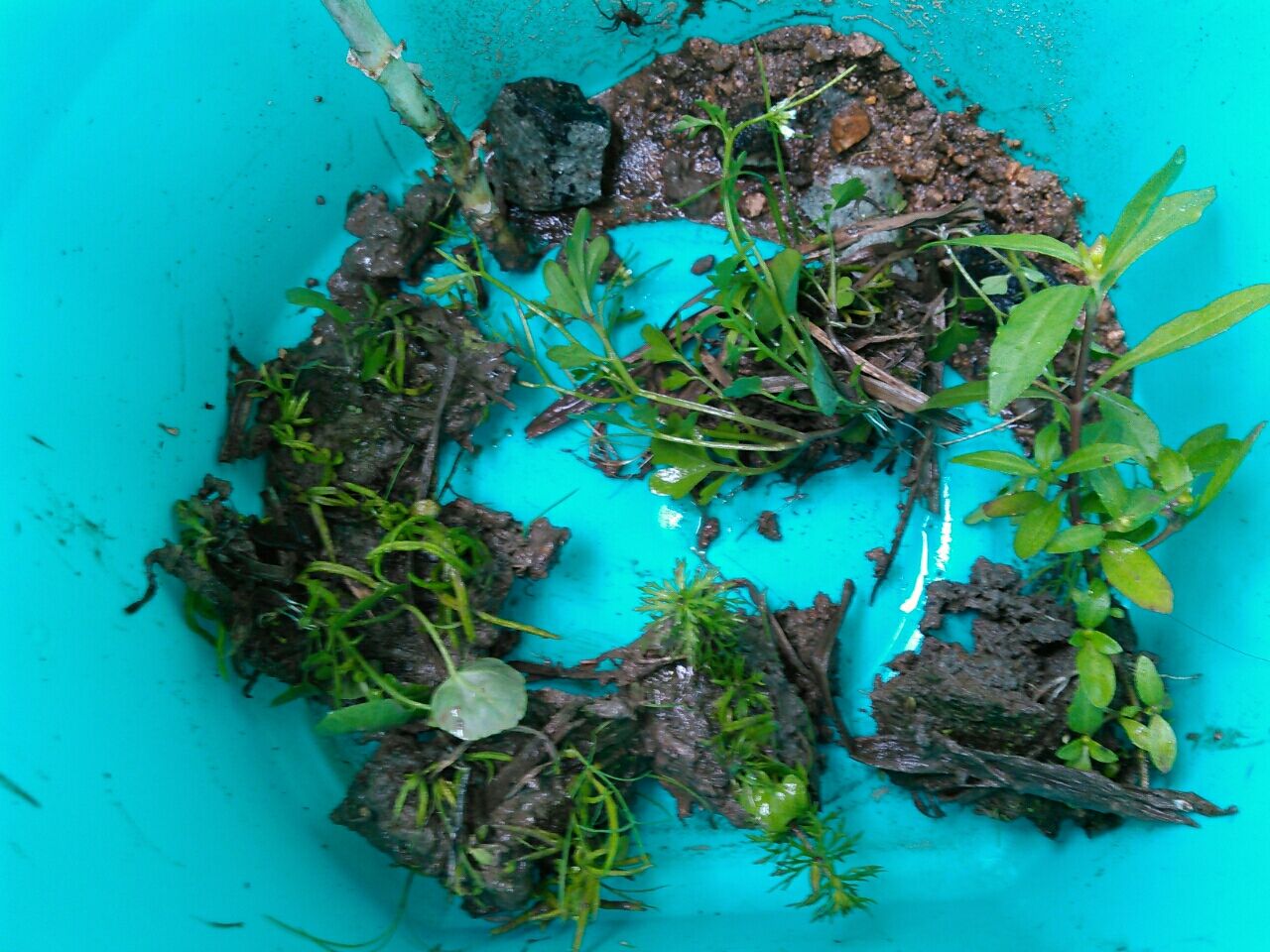 カニボトルの改造 お金をかけないメダカ飼育とベランダ菜園 カニボトルの改造 お金をかけないメダカ飼育とベランダ菜園