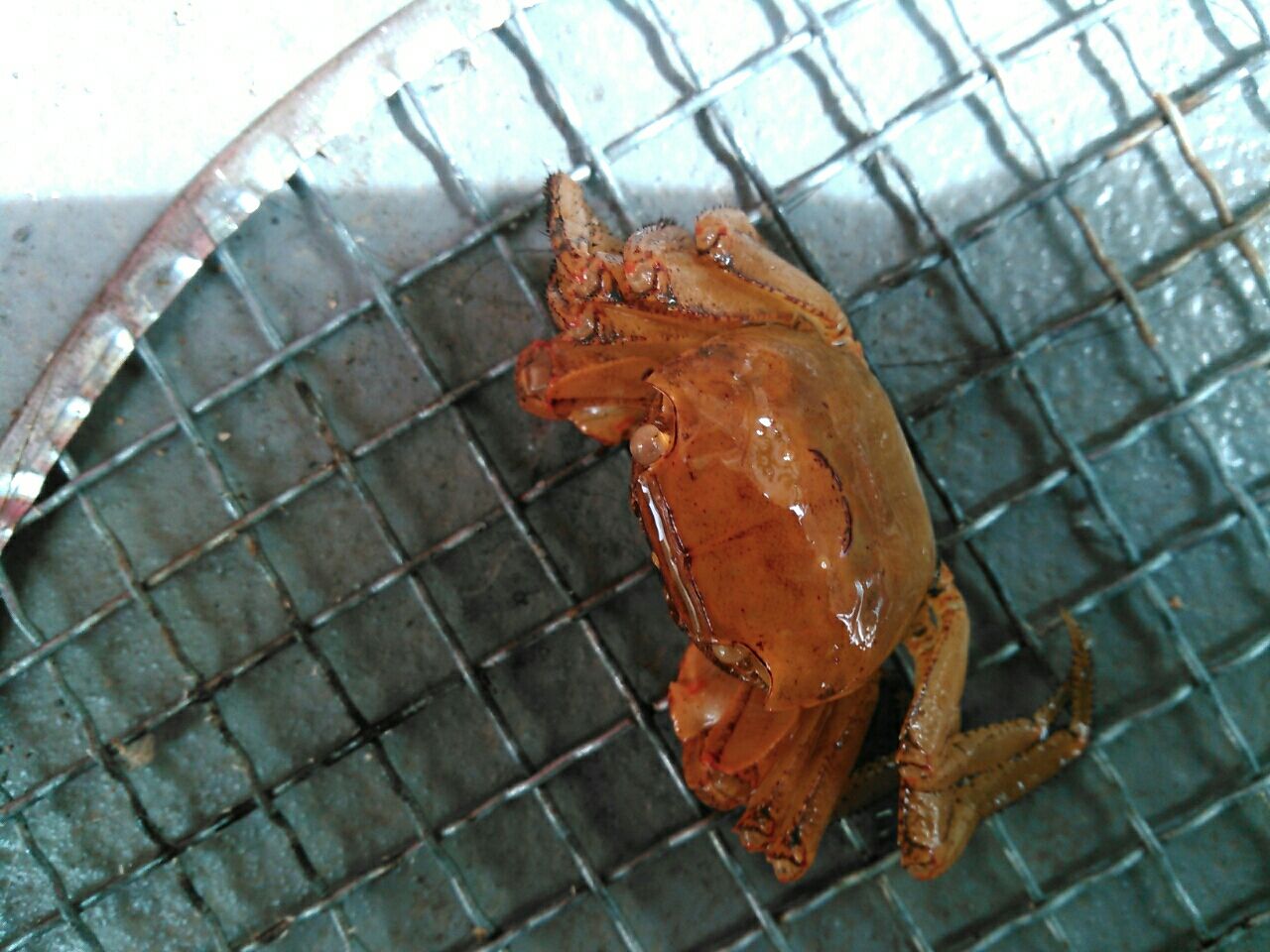 お金をかけないメダカ飼育とベランダ菜園 お金をかけないメダカ飼育とベランダ菜園