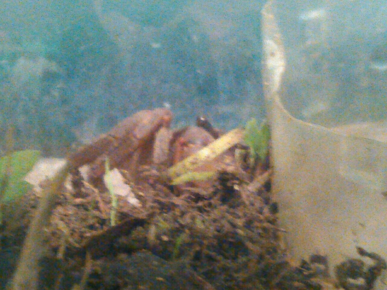 ミステリーザリガニとアカテガニ お金をかけないメダカ飼育とベランダ菜園