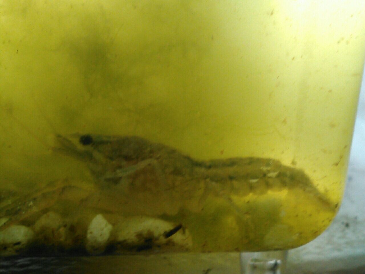 お金をかけないメダカ飼育とベランダ菜園 ザリガニ