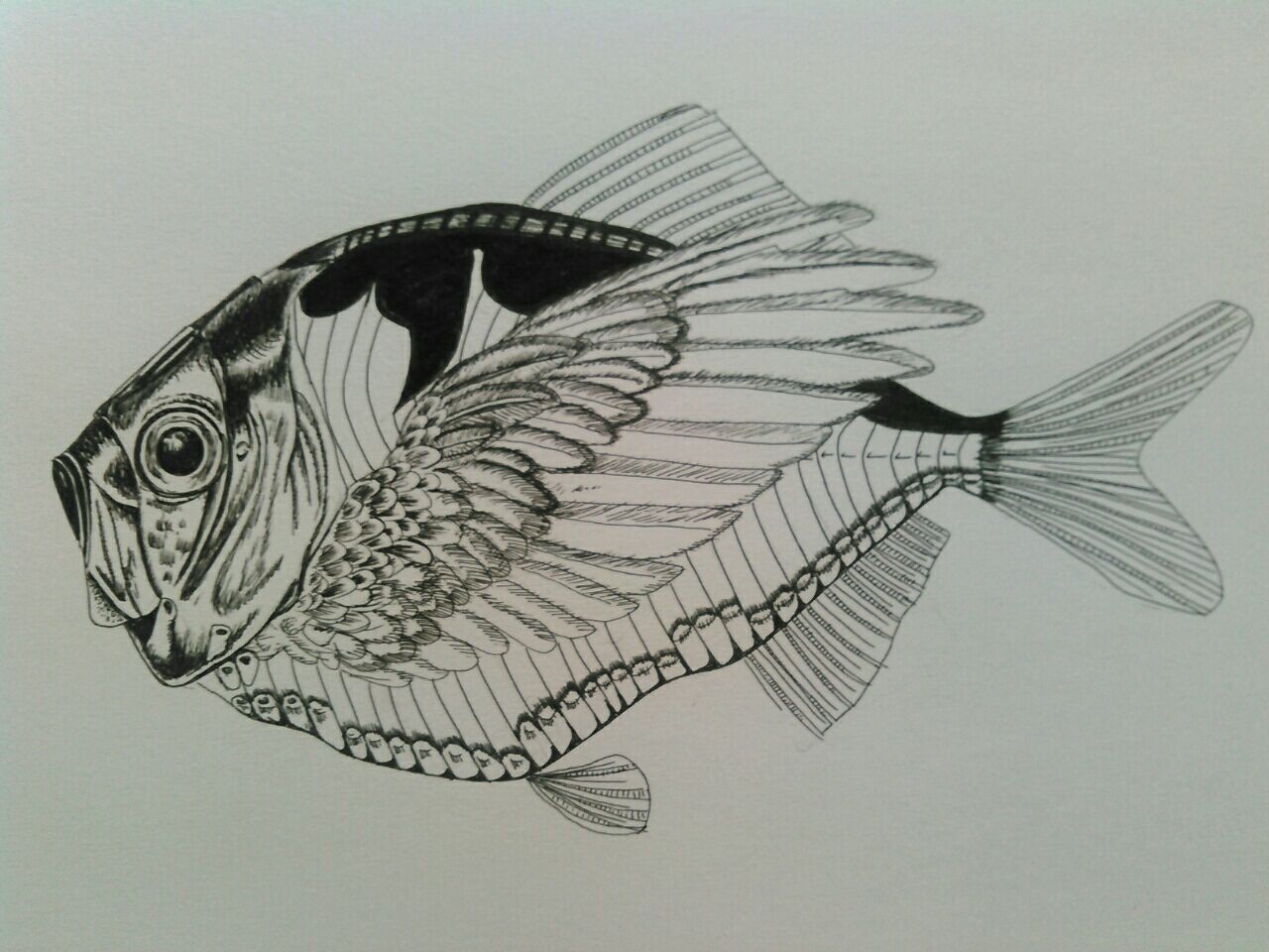 ボールペン画いろいろ お金をかけないメダカ飼育とベランダ菜園