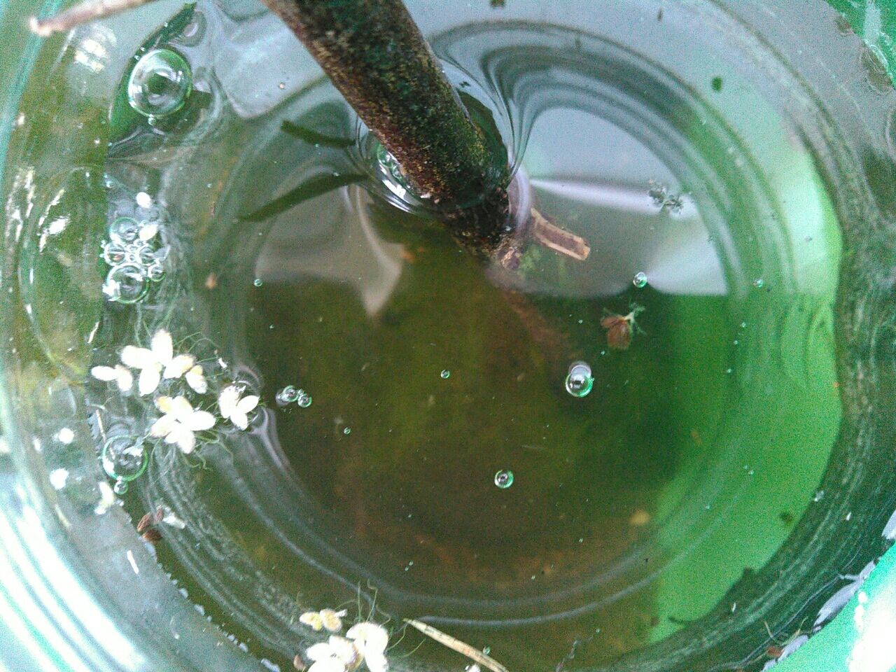 タヌキモの消失 お金をかけないメダカ飼育とベランダ菜園
