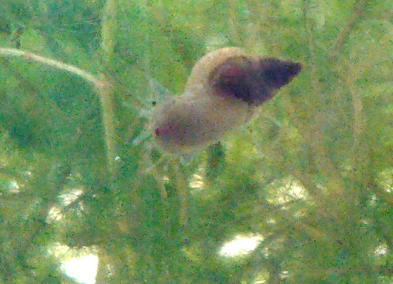 メダカの稚魚 お金をかけないメダカ飼育とベランダ菜園 メダカの稚魚 お金をかけないメダカ飼育とベランダ菜園