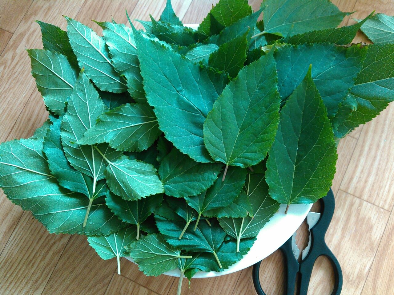 マルベリーの剪定 お金をかけないメダカ飼育とベランダ菜園