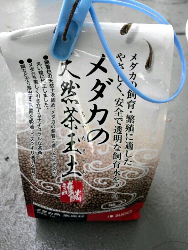 テナガエビの最期 お金をかけないメダカ飼育とベランダ菜園 テナガエビの最期 お金をかけないメダカ飼育とベランダ菜園