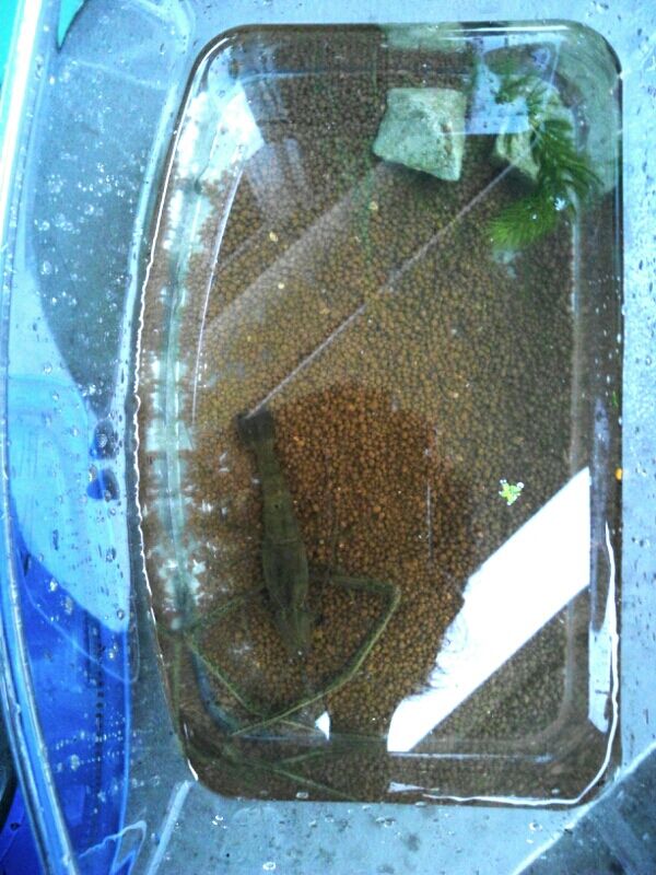 テナガエビ オスを捕獲 お金をかけないメダカ飼育とベランダ菜園 テナガエビ オスを捕獲 お金をかけないメダカ飼育とベランダ菜園