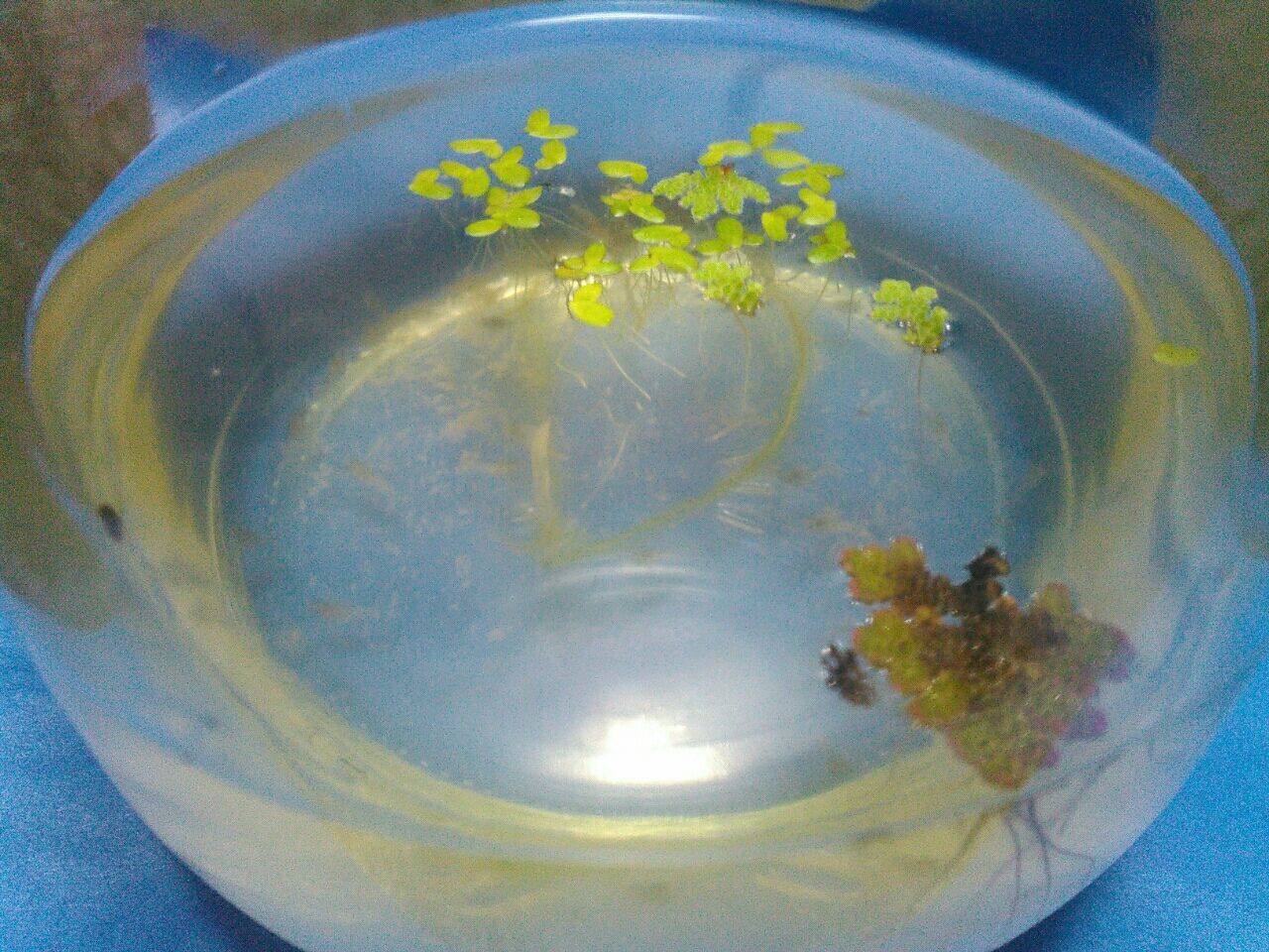 お金をかけないメダカ飼育とベランダ菜園 ザリガニ