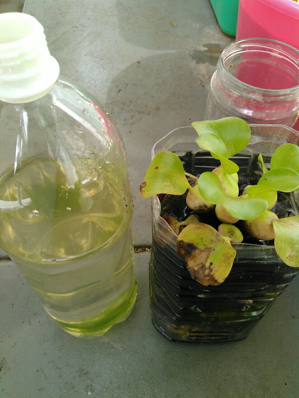 ミジンコ培養 秋 お金をかけないメダカ飼育とベランダ菜園