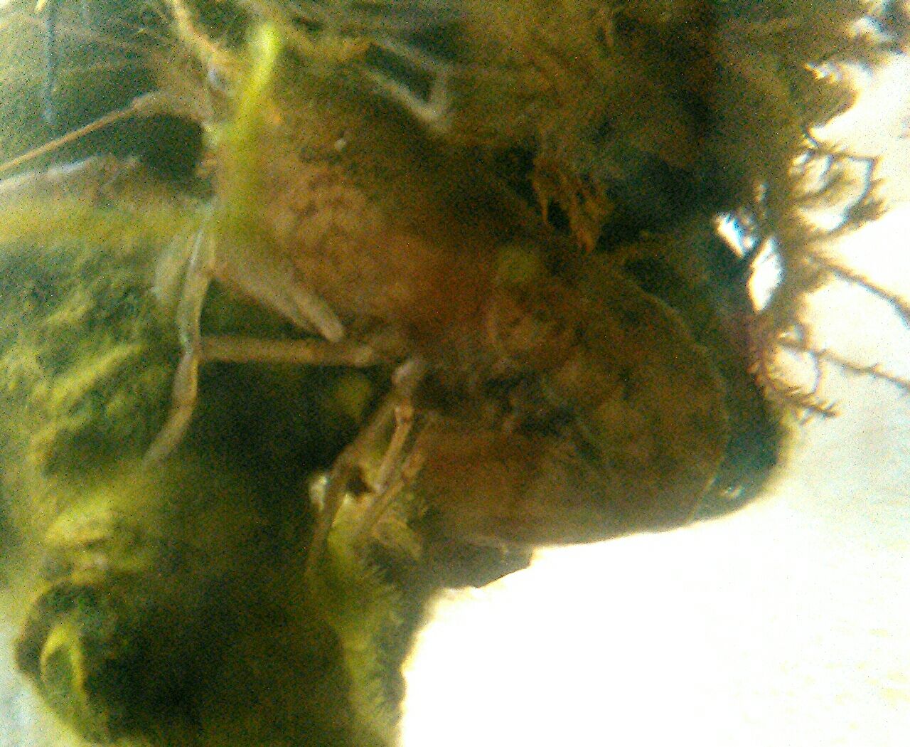 ザリガニニュース お金をかけないメダカ飼育とベランダ菜園 ザリガニニュース お金をかけないメダカ飼育とベランダ菜園