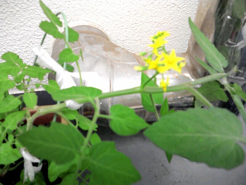 挿し木カボチャとトマト お金をかけないメダカ飼育とベランダ菜園 挿し木カボチャとトマト お金をかけないメダカ飼育とベランダ菜園