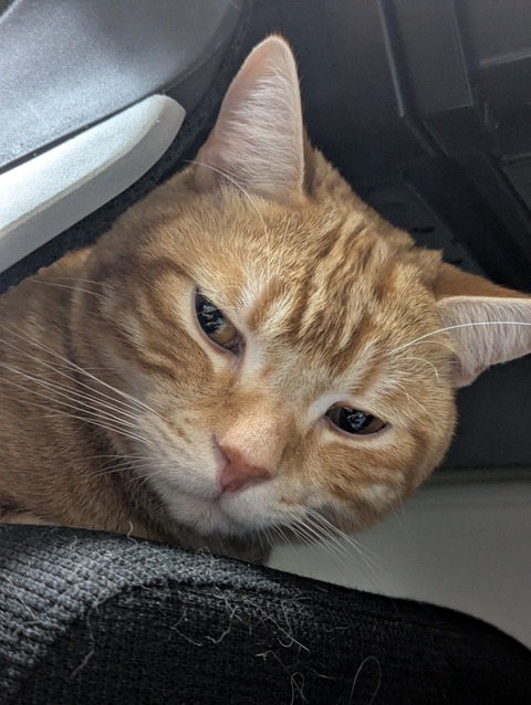 猫、かわいい 1