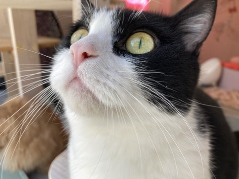 猫、かわいい 5