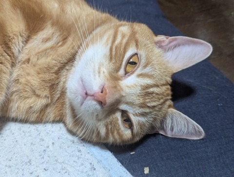 猫、かわいい 11