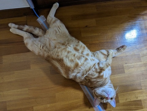 猫、床に落ちがち