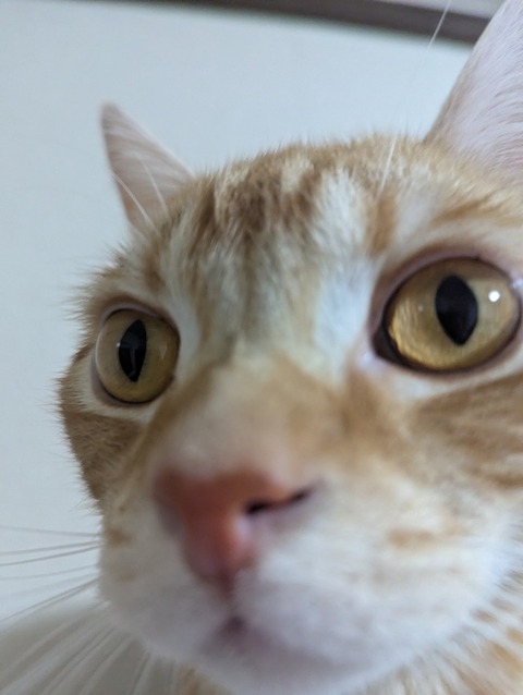 猫、かわいい 7