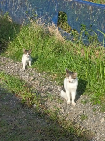 猫、かわいい 2