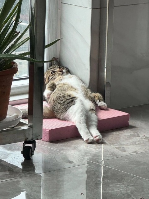 猫、かわいい 6