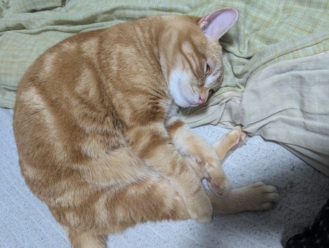 猫、かわいい 8